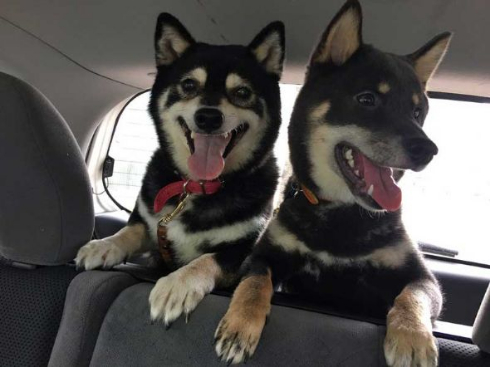 柴犬 椅子 破壊 ドヤ顔