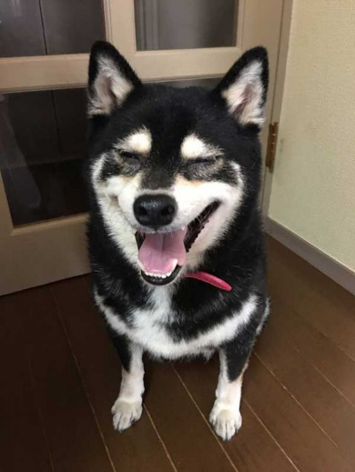 柴犬 椅子 破壊 ドヤ顔