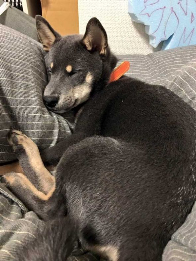 柴犬 椅子 破壊 ドヤ顔