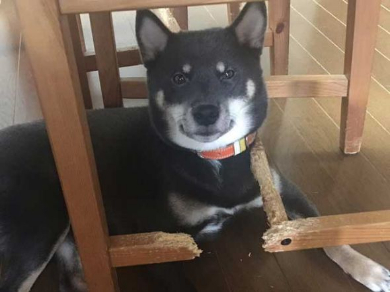 柴犬 椅子 破壊 ドヤ顔