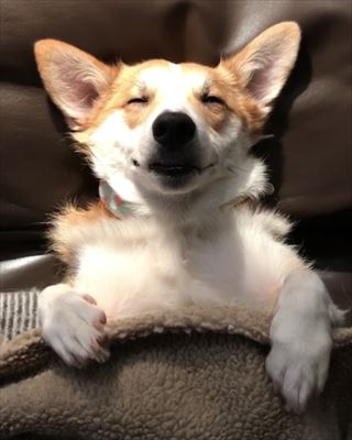 犬 眠る