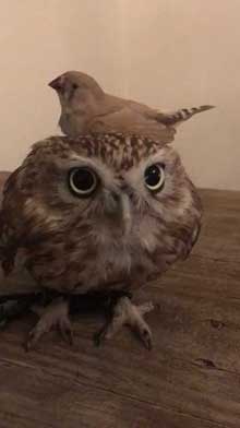 フクロウ 乗られる キンカチョウ HUKULOU COFFEE