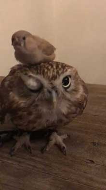 フクロウ 乗られる キンカチョウ HUKULOU COFFEE