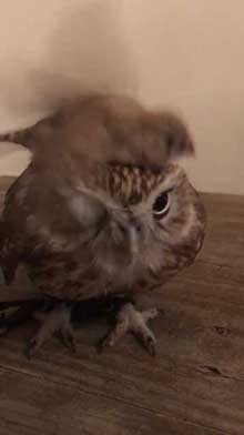 フクロウ 乗られる キンカチョウ HUKULOU COFFEE