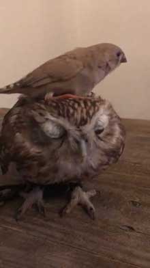 フクロウ 乗られる キンカチョウ HUKULOU COFFEE