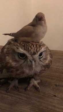 フクロウ 乗られる キンカチョウ HUKULOU COFFEE