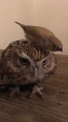フクロウ 乗られる キンカチョウ HUKULOU COFFEE
