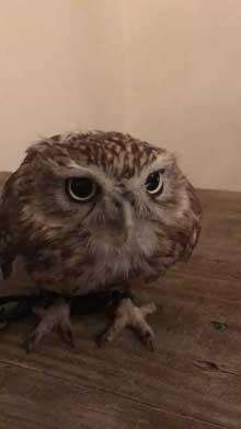 フクロウ 乗られる キンカチョウ HUKULOU COFFEE