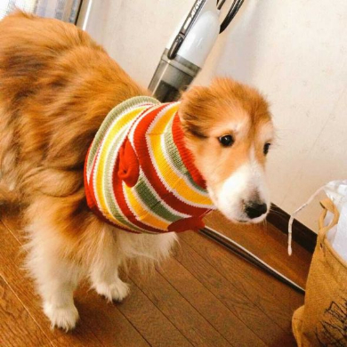 ネットショッピング 失敗 犬 服 シェルティ