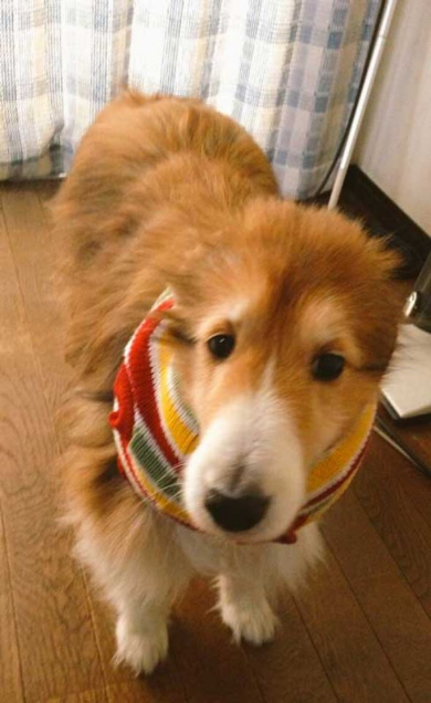 ネットショッピング 失敗 犬 服 シェルティ