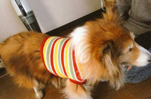 ネットショッピング 失敗 犬 服 シェルティ
