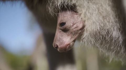 カンガルー 赤ちゃん