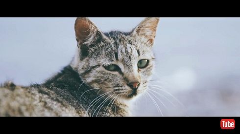 猫島