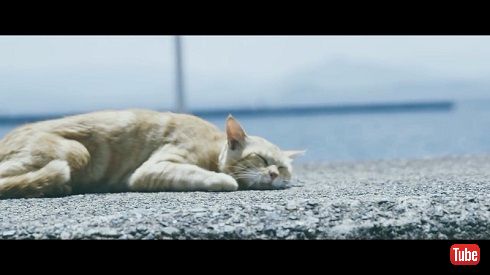 猫島