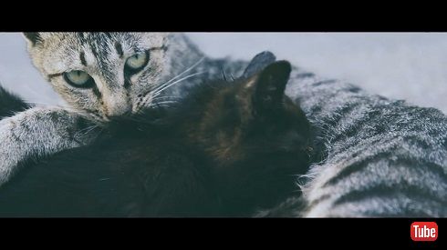 猫島