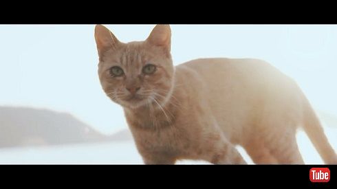 猫島