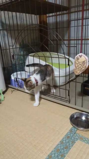 子猫 ケージ 脱走