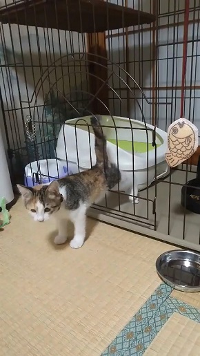 子猫 ケージ 脱走