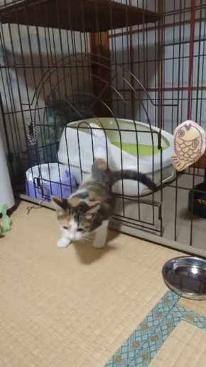 子猫 ケージ 脱走