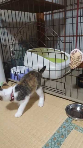 子猫 ケージ 脱走