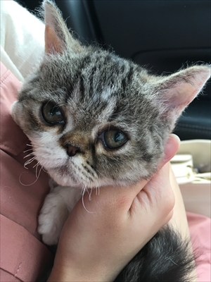 猫カフェもふにゃん