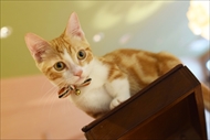 猫カフェもふにゃん