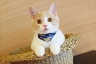猫カフェもふにゃん