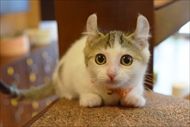 猫カフェもふにゃん