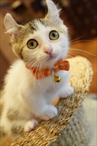 猫カフェもふにゃん