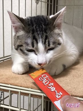 ちゅ〜る CIAO ちゅ〜る いなば食品 猫 ねこ ネコ