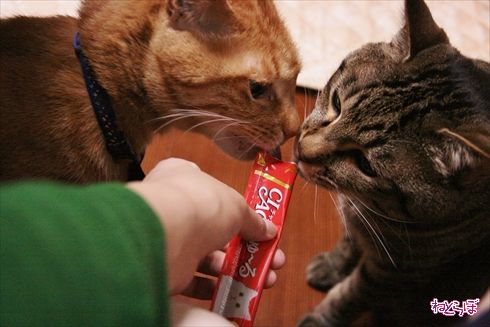 ちゅ〜る CIAO ちゅ〜る いなば食品 猫 ねこ ネコ