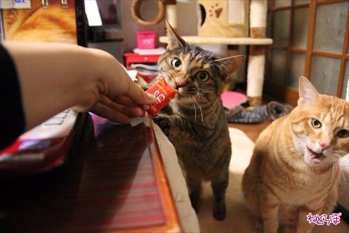 ちゅ〜る CIAO ちゅ〜る いなば食品 猫 ねこ ネコ