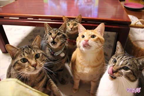 ちゅ〜る CIAO ちゅ〜る いなば食品 猫 ねこ ネコ