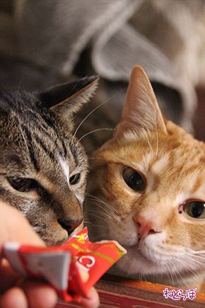 ちゅ〜る CIAO ちゅ〜る いなば食品 猫 ねこ ネコ