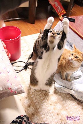 ちゅ〜る CIAO ちゅ〜る いなば食品 猫 ねこ ネコ