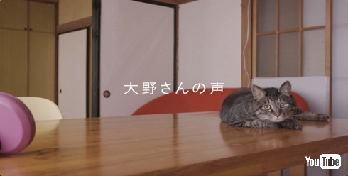 猫は三年の恩を三日で忘れる