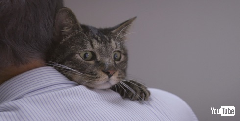 猫は三年の恩を三日で忘れる