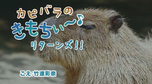 リクシル動画