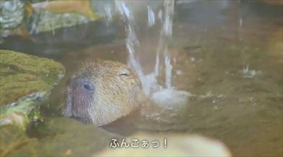 リクシル動画