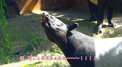 リクシル動画