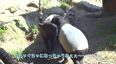 リクシル動画