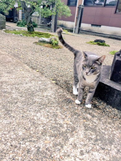 猫 枯山水 王子 荘内神社