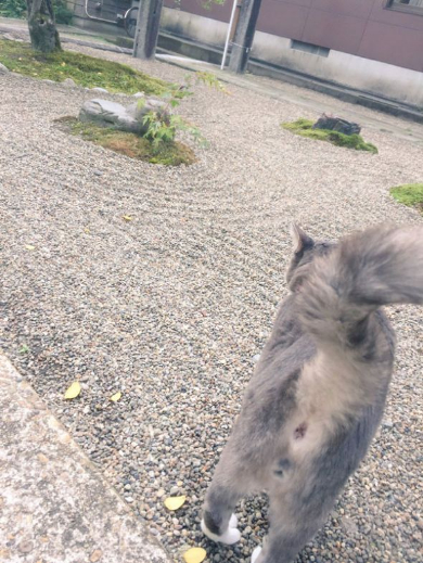 猫 枯山水 王子 荘内神社