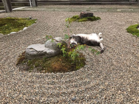 猫 枯山水 王子 荘内神社