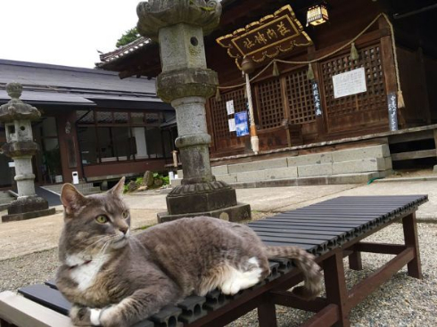 猫 枯山水 王子 荘内神社