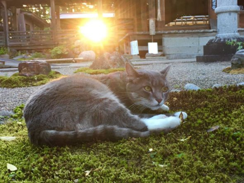 猫 枯山水 王子 荘内神社