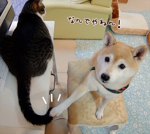 柴犬ひかりといちごと猫ミルキー