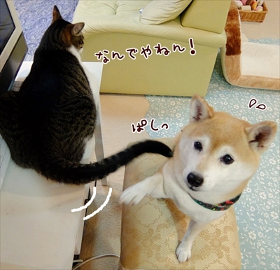 柴犬ひかりといちごと猫ミルキー