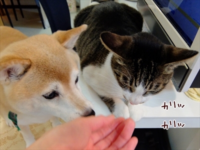 柴犬ひかりといちごと猫ミルキー
