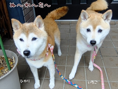 柴犬ひかりといちごと猫ミルキー